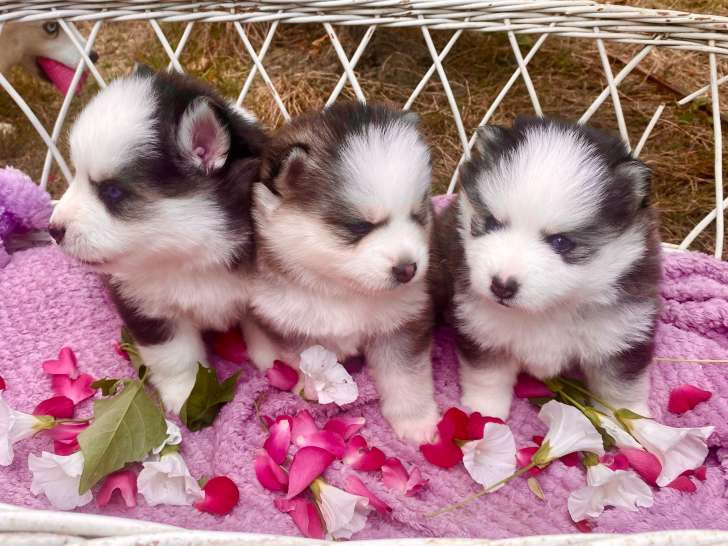 Chiots femelle Pomsky gris loup à vendre