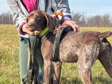 À adopter : chienne Braque Allemand de 5 ans