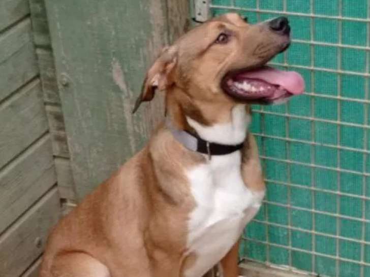 Disponible à l’adoption : chiot mâle de 11 mois
