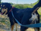 En attente d’adoption : chien noir et feu