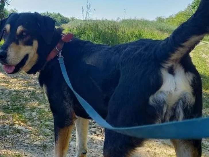 En attente d’adoption : chien noir et feu