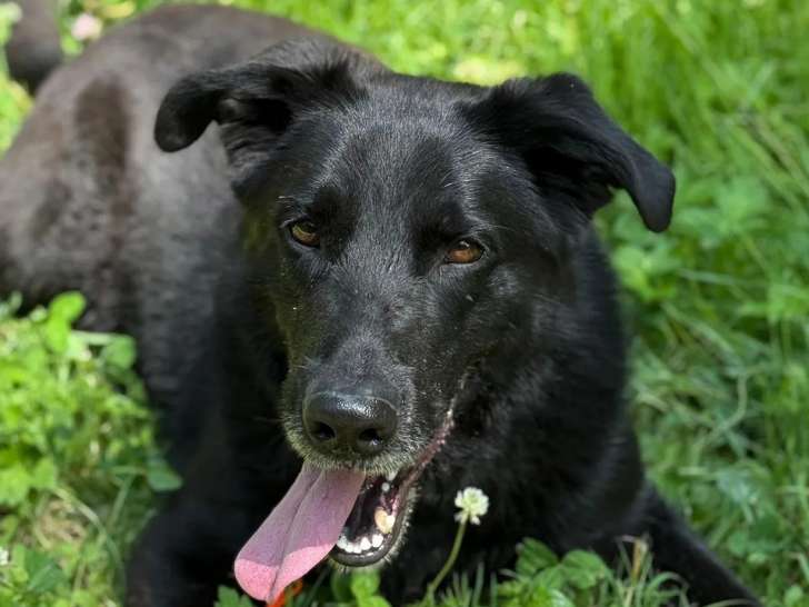 En attente d'un foyer : chien Labrador de couleur noire