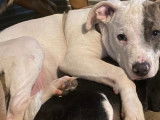 À accueillir : chiot mâle American Pit Bull Terrier de 8 mois