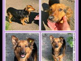 Prête pour l’adoption : chienne âgée de 3 ans