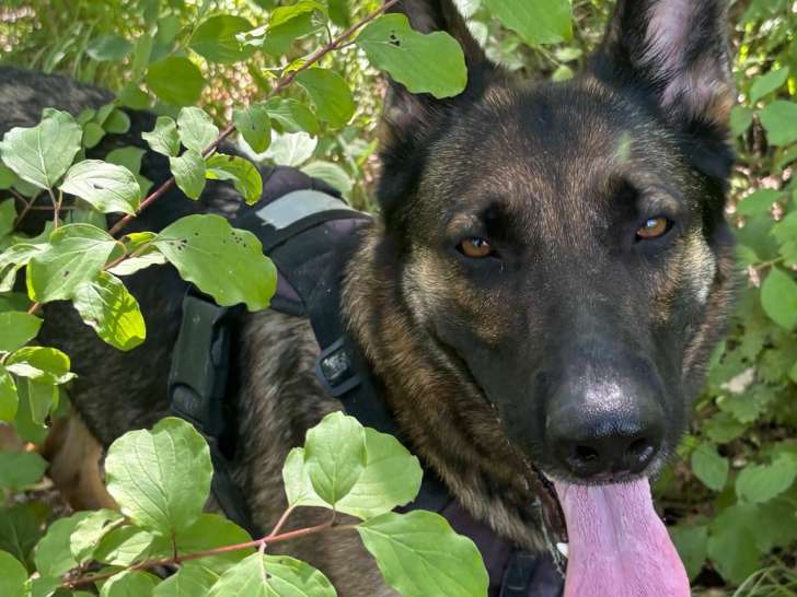 En quête d’un foyer, chienne Berger Allemand fauve charbonnée