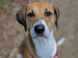 Adoption disponible : chienne Podenco marron et blanche