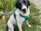 Hannagh, chiot femelle noir et blanc à adopter