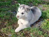 Chiots Husky de Sibérie LOF à vendre