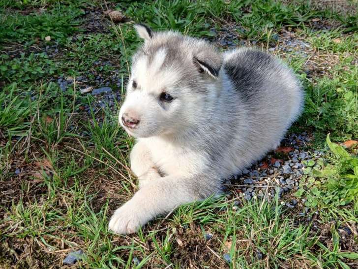Chiots Husky de Sibérie LOF à vendre