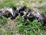Chiots Husky de Sibérie LOF à vendre