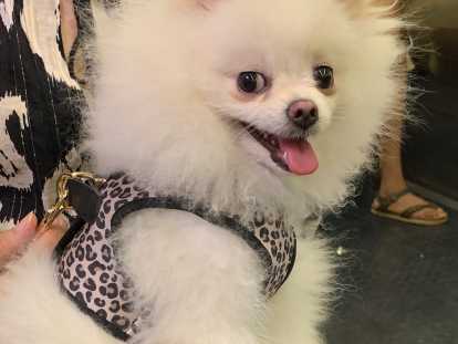 Femelle Loulou de Poméranie de 10 mois à vendre