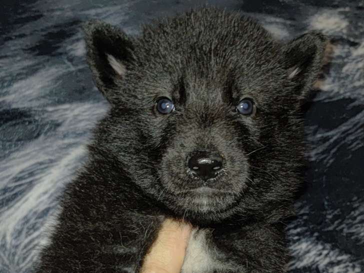 Chiots Chien Loup Tchécoslovaque à vendre