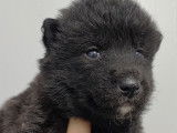Chiots Chien Loup Tchécoslovaque à vendre