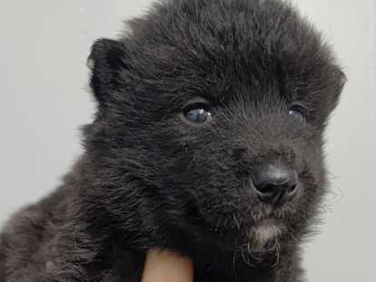 Chiots Chien Loup Tchécoslovaque à vendre