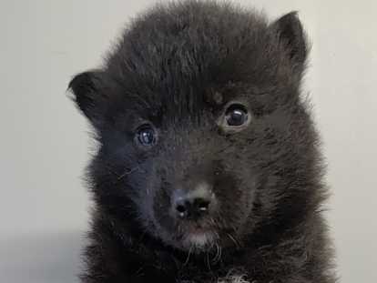 Chiots Chien Loup Tchécoslovaque à vendre