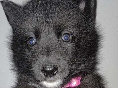 Chiots Chien Loup Tchécoslovaque à vendre