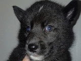 Chiots Chien Loup Tchécoslovaque à vendre