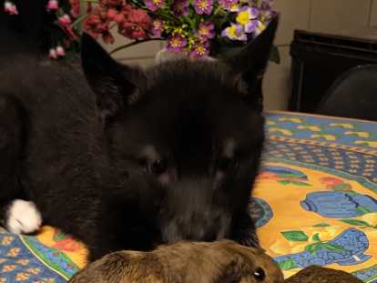 Chiots Chien Loup Tchécoslovaque à vendre