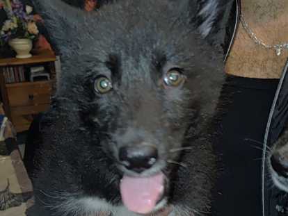 Chiots Chien Loup Tch&eacute;coslovaque &agrave; vendre