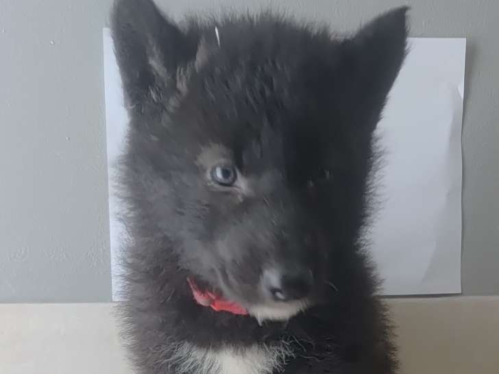 Chiots Chien Loup Tchécoslovaque à vendre