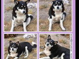 Adoption disponible : chienne tricolore