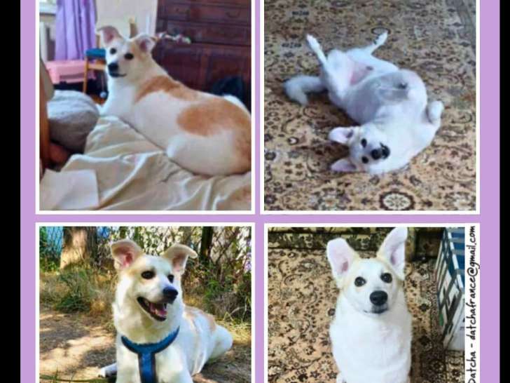 À la recherche d'une famille : chien roux et blanc