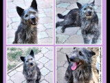 Chien gris à adopter