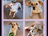 Chienne au pelage sable disponible à l'adoption