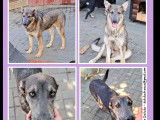 Chienne grise en attente d'adoption