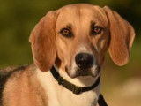 Chien âgé de 5 ans prêt pour l'adoption