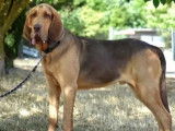 Chien de Saint Hubert beige à accueillir