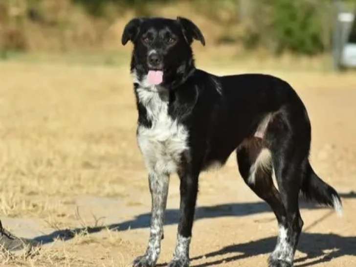 Chienne Border Collie de 2 ans en quête d’une famille