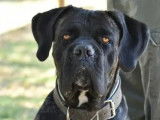 Adoption disponible : chien Cane Corso noir
