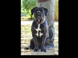 Adoption disponible : chien Cane Corso noir