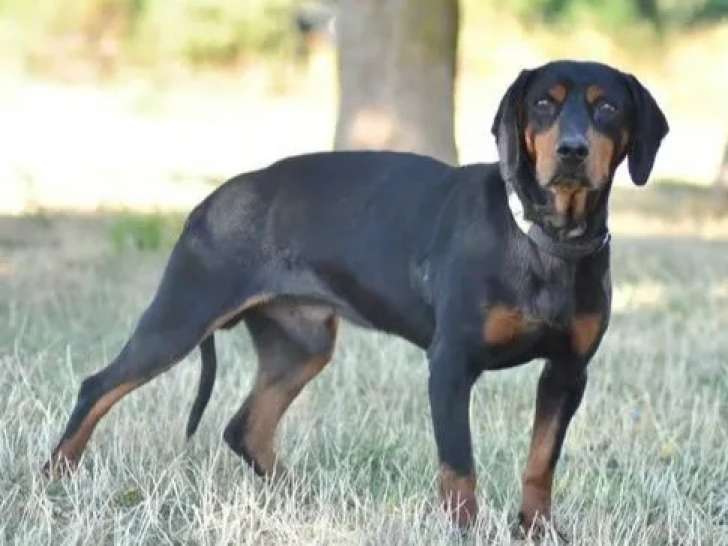 Chien Courant Slovaque de 9 ans à la recherche d’un foyer