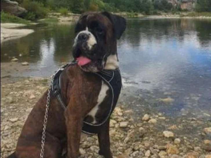 Disponible à l'adoption, chienne Boxer de 3 ans