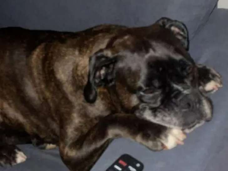 En attente d'adoption, chienne Boxer bringée