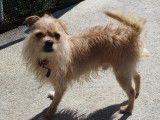 Prêt pour l’adoption, chien Chihuahua de 4 ans