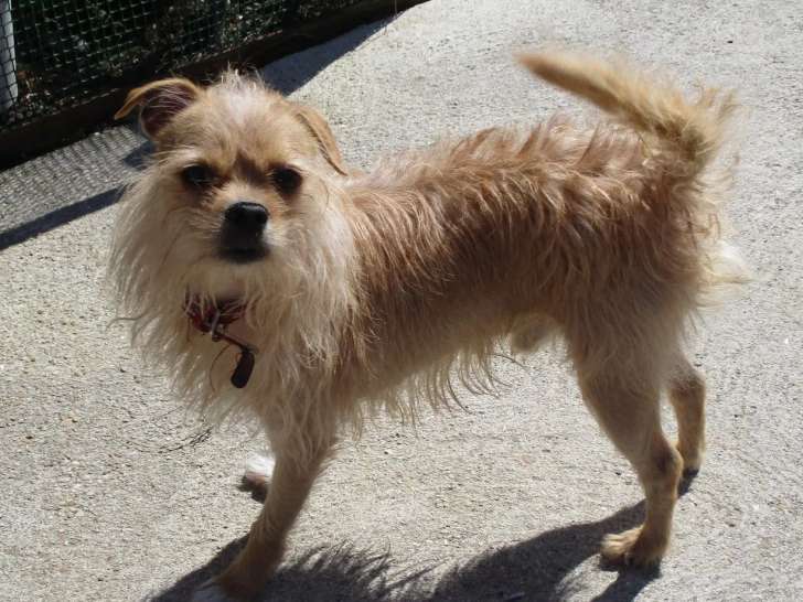 Prêt pour l’adoption, chien Chihuahua de 4 ans