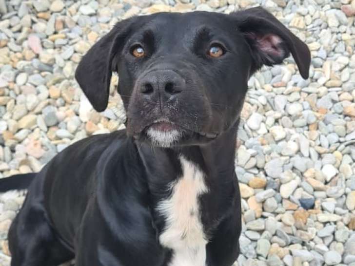 En attente d’une famille, chiot mâle de 9 mois