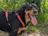 À accueillir, chienne Setter Gordon de 4 ans