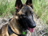 À adopter : chienne Berger Malinois fauve charbonnée