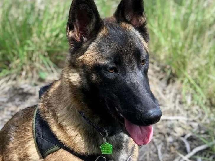 À adopter : chienne Berger Malinois fauve charbonnée