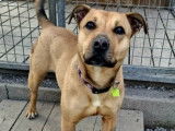 Disponible à l'adoption : chienne Staffie marron et blanche