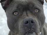 En attente d'adoption : chien Staffordshire Américain Terrier de 10 ans
