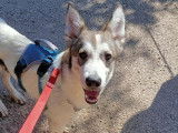 Magnifique chiot croisé Husky à adopter