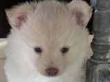 Chiots Spitz Allemand à vendre