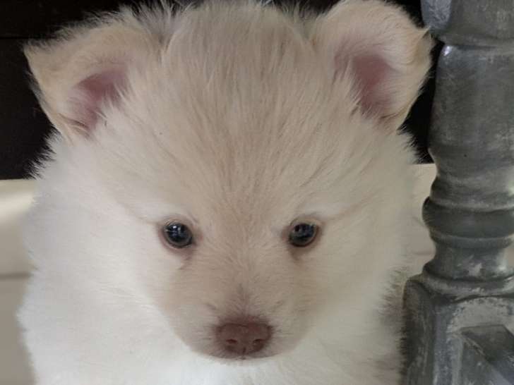 Chiots Spitz Allemand à vendre