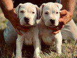 Chiots Dogue Argentin LOF à vendre