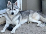 Mâle Husky de Sibérie LOF disponible pour saillie